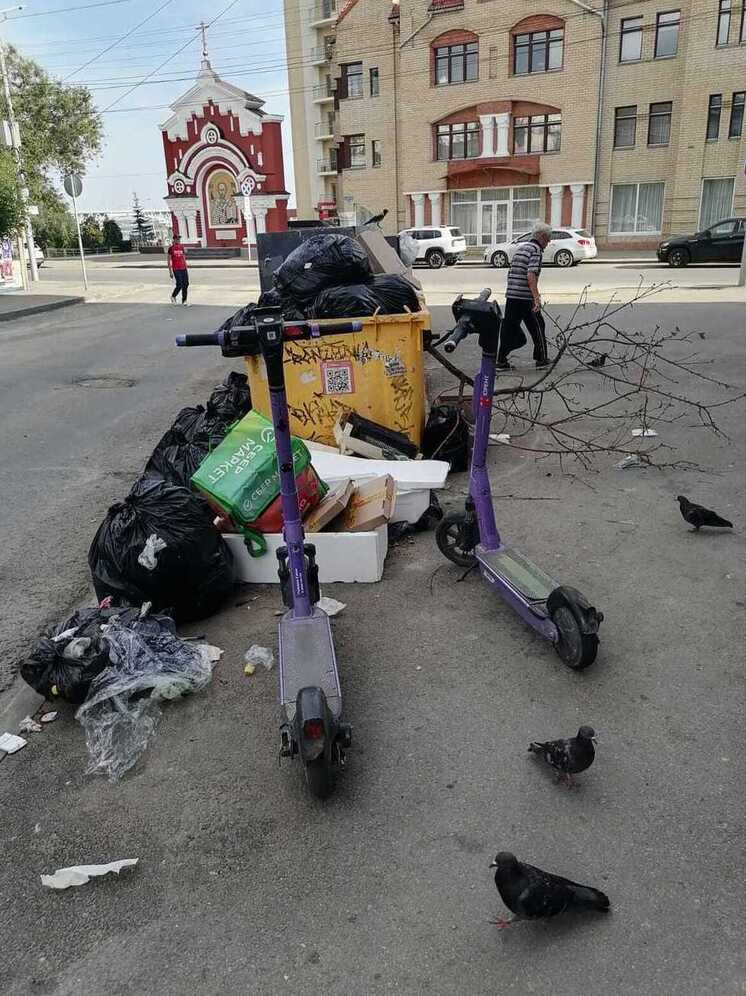 Голуби прижились на саратовских помойках