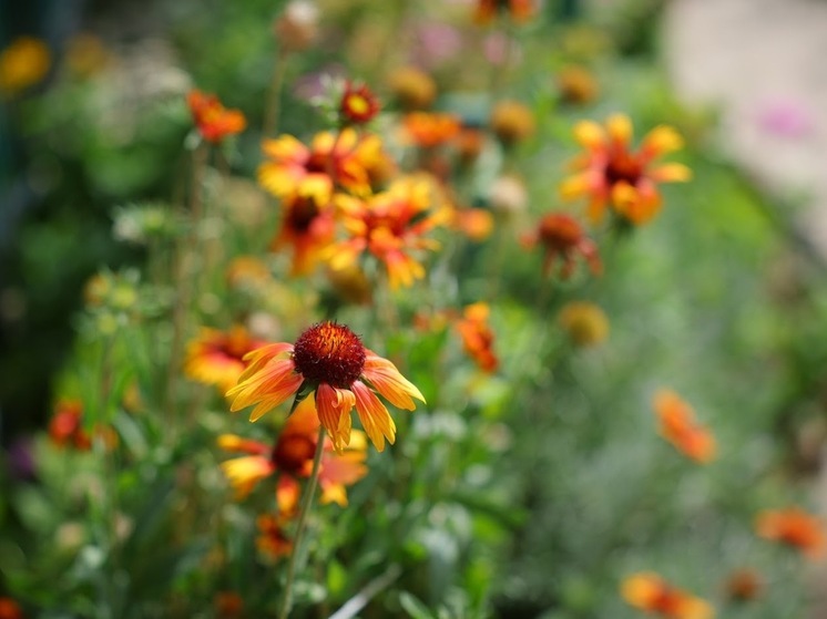 Народные приметы: чего не стоит делать 2 сентября, в Самойлов день