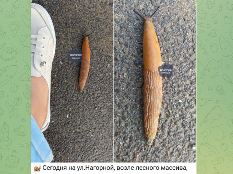 Гигантского слизняка заметили жители Барнаула на дороге около леса