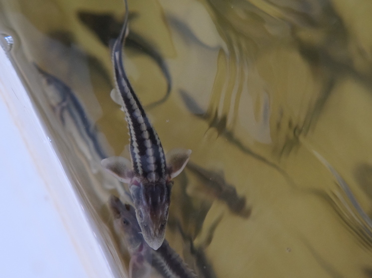 В Волгоградское водохранилище выпустили 750 тысяч мальков стерляди