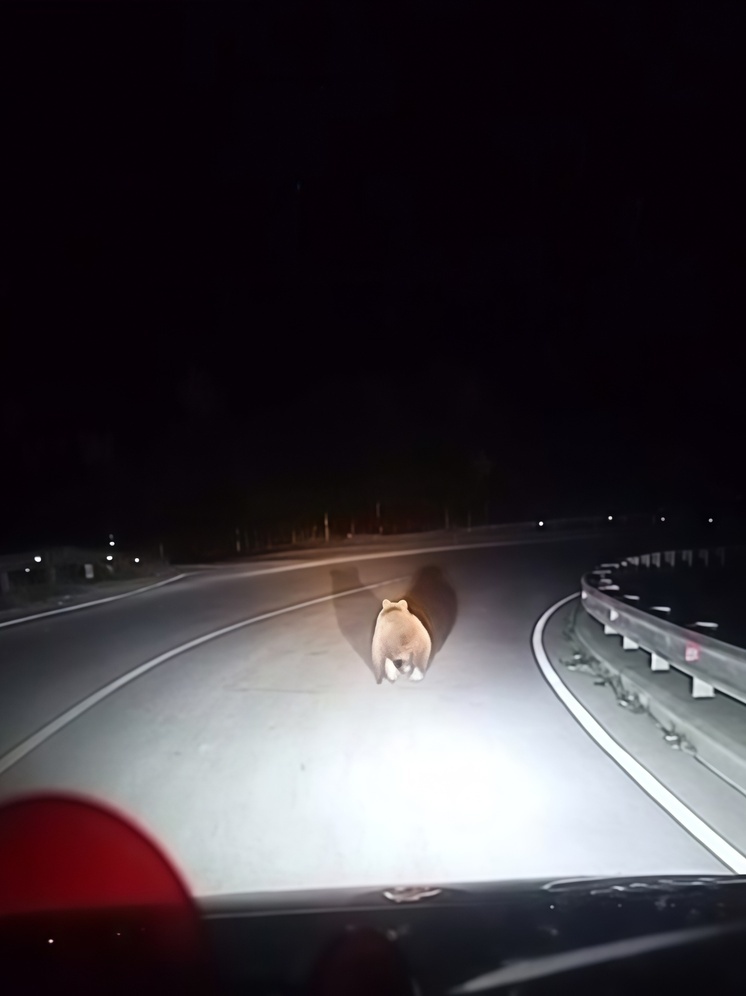 В Кисловодске пользователи соцсетей сняли на видео неожиданную тренировку медвежонка