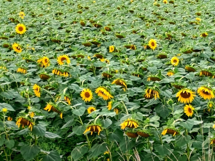 На Ставрополье отечественная селекция подсолнечника продемонстрировала высокую урожайность