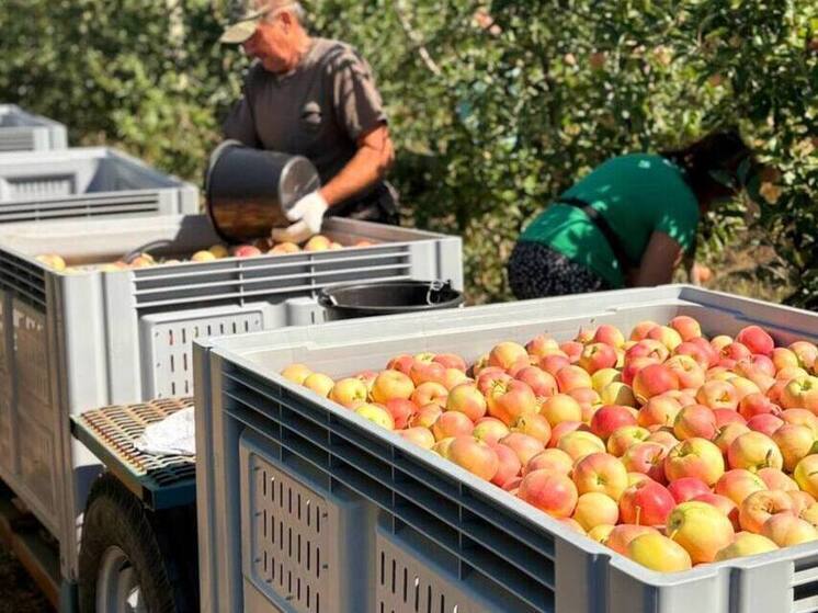 В суперинтенсивном саду ДНР приступили к сбору яблок