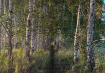 В Омской области определили квоты на отстрел крупных животных в текущем охотничьем сезоне