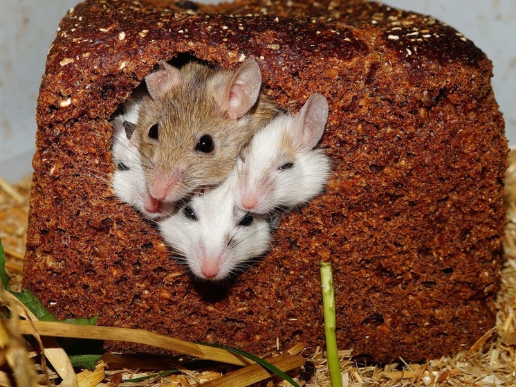 Калужанам рассказали о мышиной лихорадке