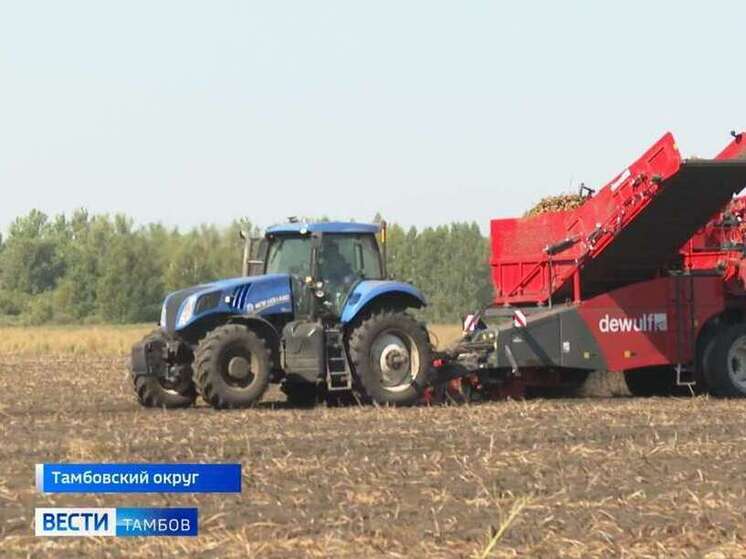 Фермеры отмечают хорошую погоду, способствовавшую получению отличного урожая. Уборка картофеля началась 22 августа, уже закончен сбор материала, предназначенного для посадки в следующем году, а сейчас аграрии переключились на уборку продовольственного картофеля.