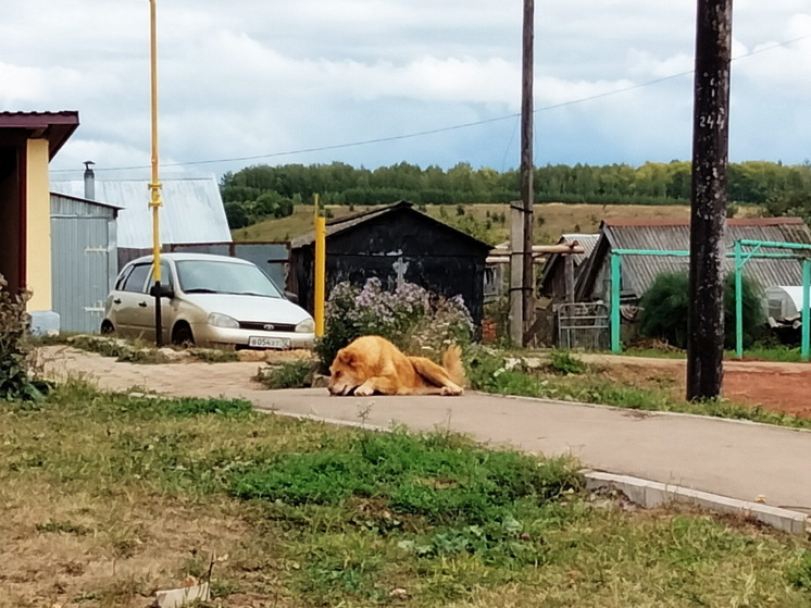 Похоронившую собаку во дворе жительницу Марий Эл обязали кремировать труп