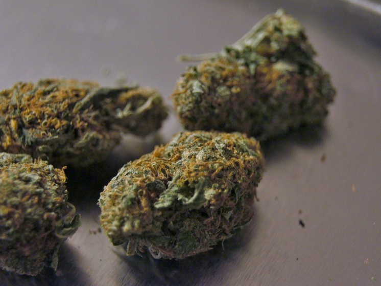 Жителя калужского Кирова лишат свободы за куст конопли