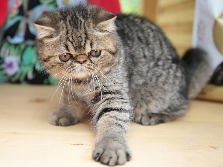 Медленное моргание помогает подружиться с кошкой