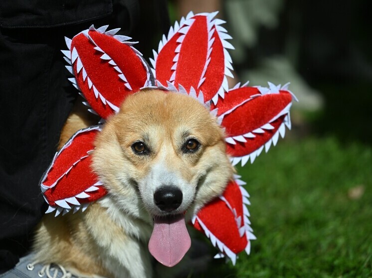 В Москве корги за рулем авто разогнался до 187 км/ч