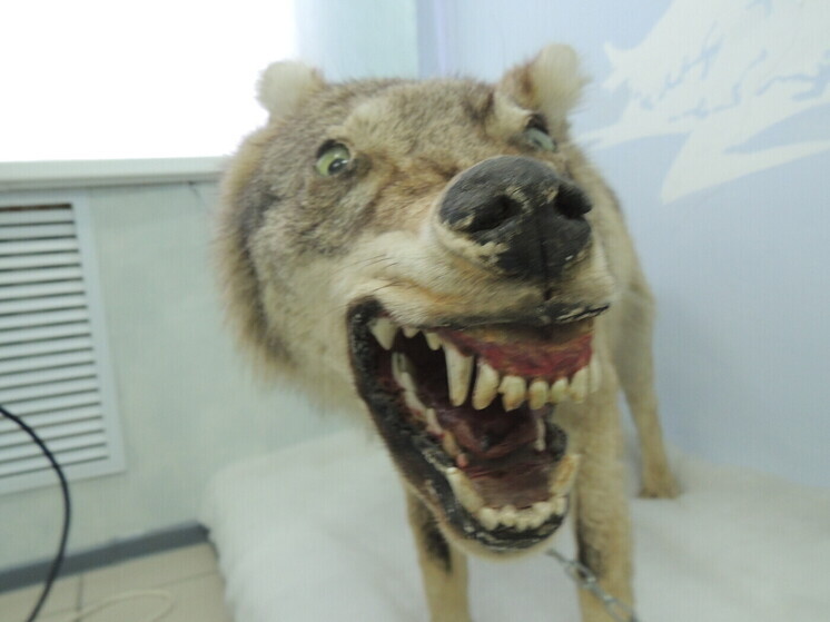 В окрестностях Екатеринбурга заметили медведя