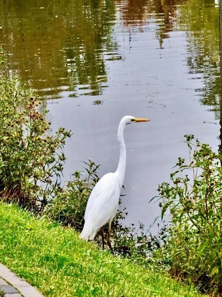 Цапля с чувством прекрасного поселилась на благоустроенном пруду в Печорах