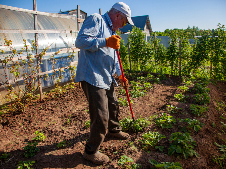 Садовод Воронова: весь урожай необходимо убрать до 15 сентября, и подготовить землю к зиме