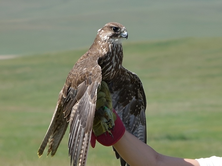 В Хакасии построят первый в заповедной системе России облеточник для сокола-балобана