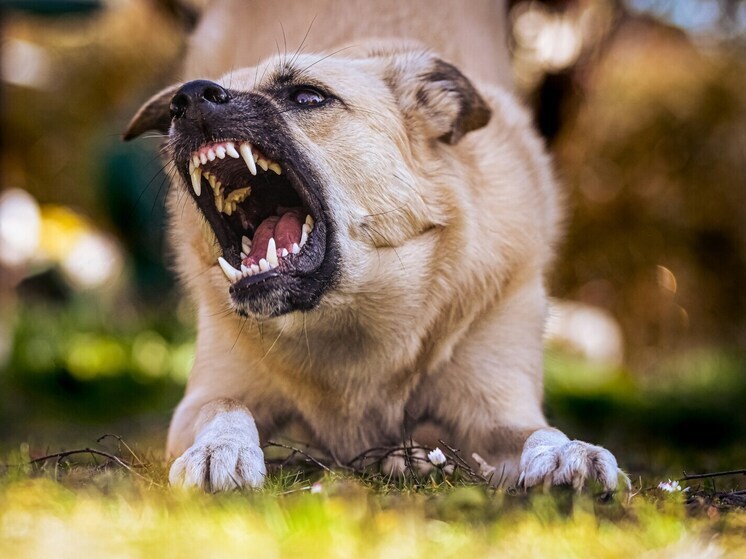 В Воронеже домашний пес едва не порвал бродячую собаку с позволения хозяина