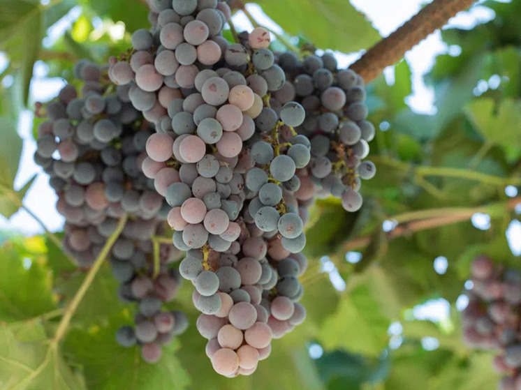 Ученые "Донецкого" Россельхозцентра делятся секретами выращивания винограда