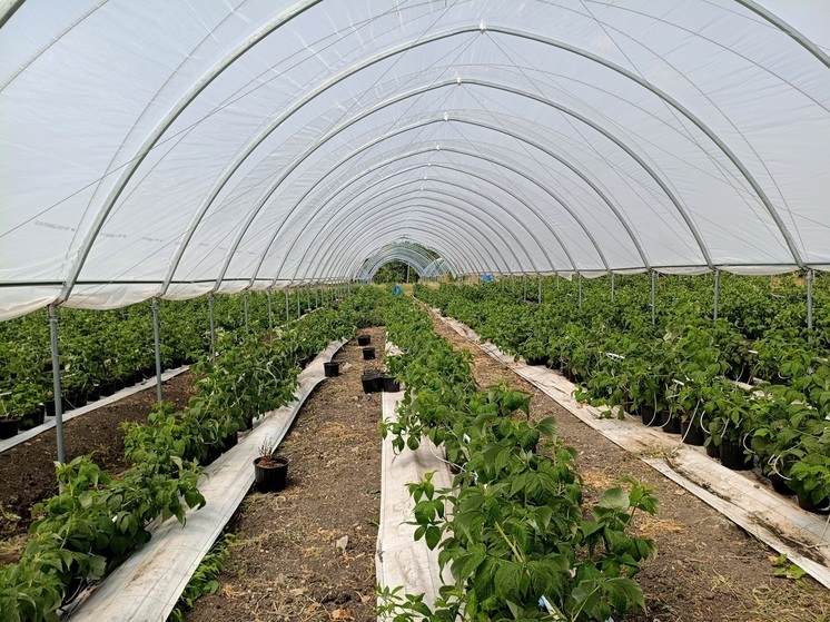 Ставрополье направит 185 млн рублей на поддержку малых форм агросектора