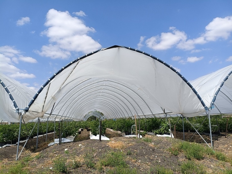 Пять ставропольских фермерских хозяйств получили гранты на развитие семейных ферм