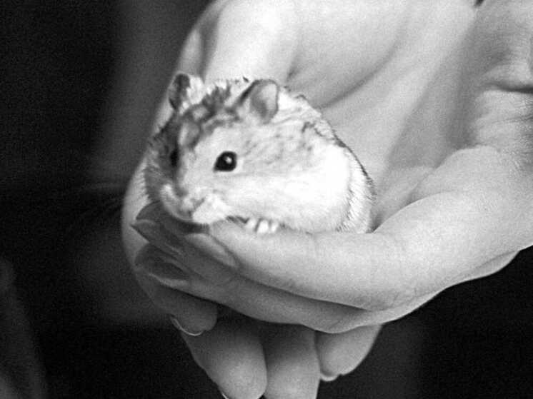 Зараженный бешенством хомяк покусал ребенка в Воронежской области