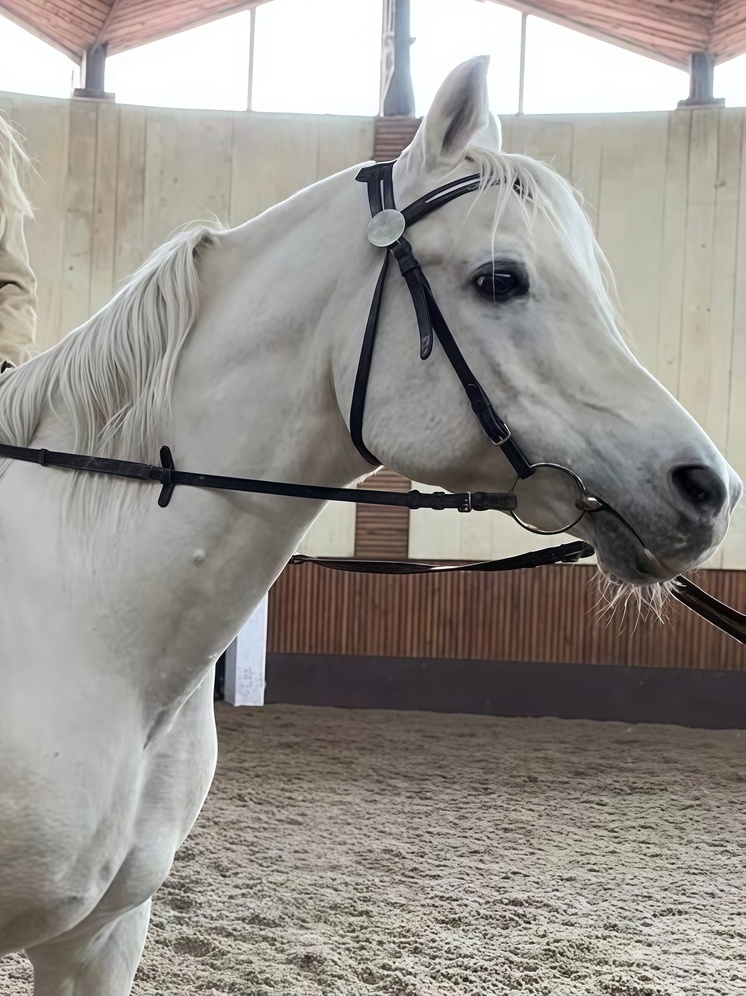 Нальчикский ипподром примет Кубок Эльбруса в честь Дня государственности КБР