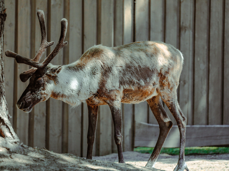 Ненецкий округ лидирует по психическим заболеваниям среди регионов России