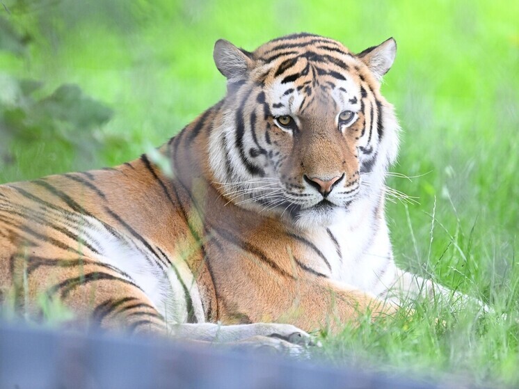 Чуйченко заявил, что браконьерскую охоту на амурских тигров в России почти победили