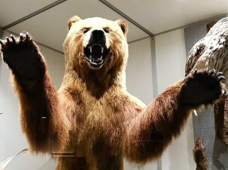 Медведь напал на свердловского байкера и загрыз его собаку