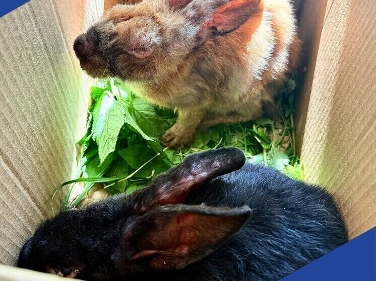 В Боровске участились случаи миксоматоза