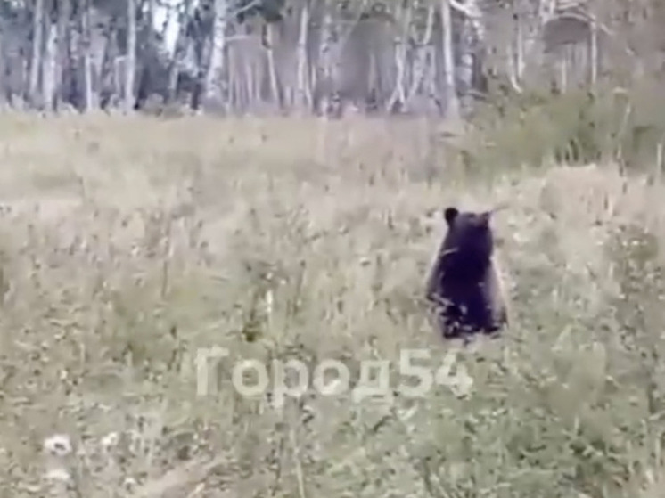 Трактористы обнаружили медведя в лесу под Новосибирском