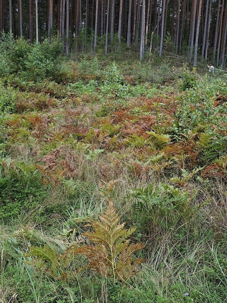 Как будет меняться погода в Пскове в течении 4 сентября