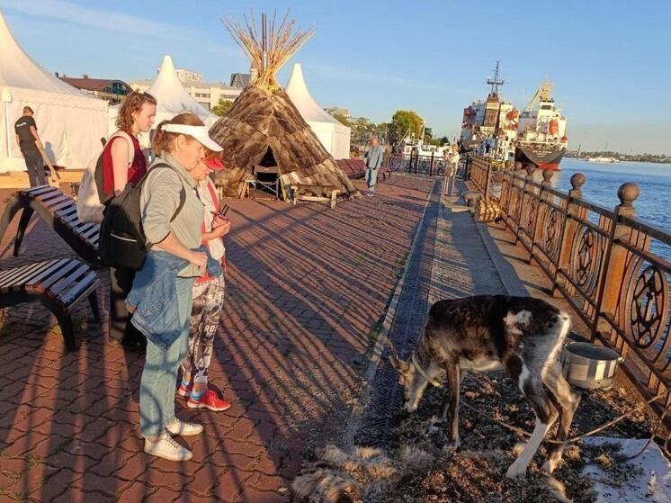 Олененок на Красной пристани привлек внимание архангелогородцев