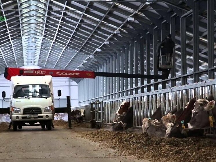 Калужские коровы удовлетворят потребности населения в молоке