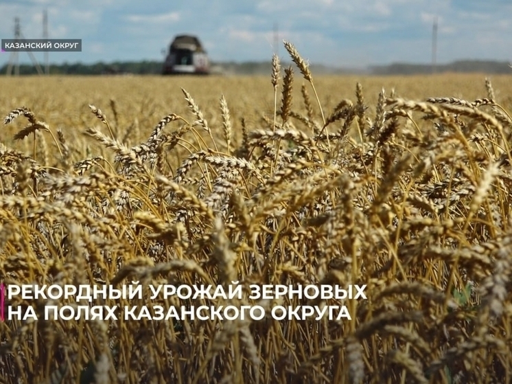 Аграрии Тюменской области собирают рекордное количество пшеницы