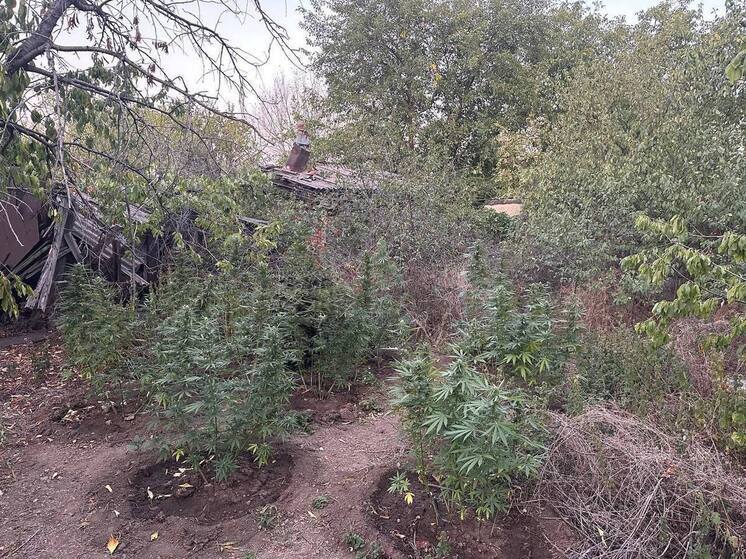 В Енакиево нашли плантации конопли