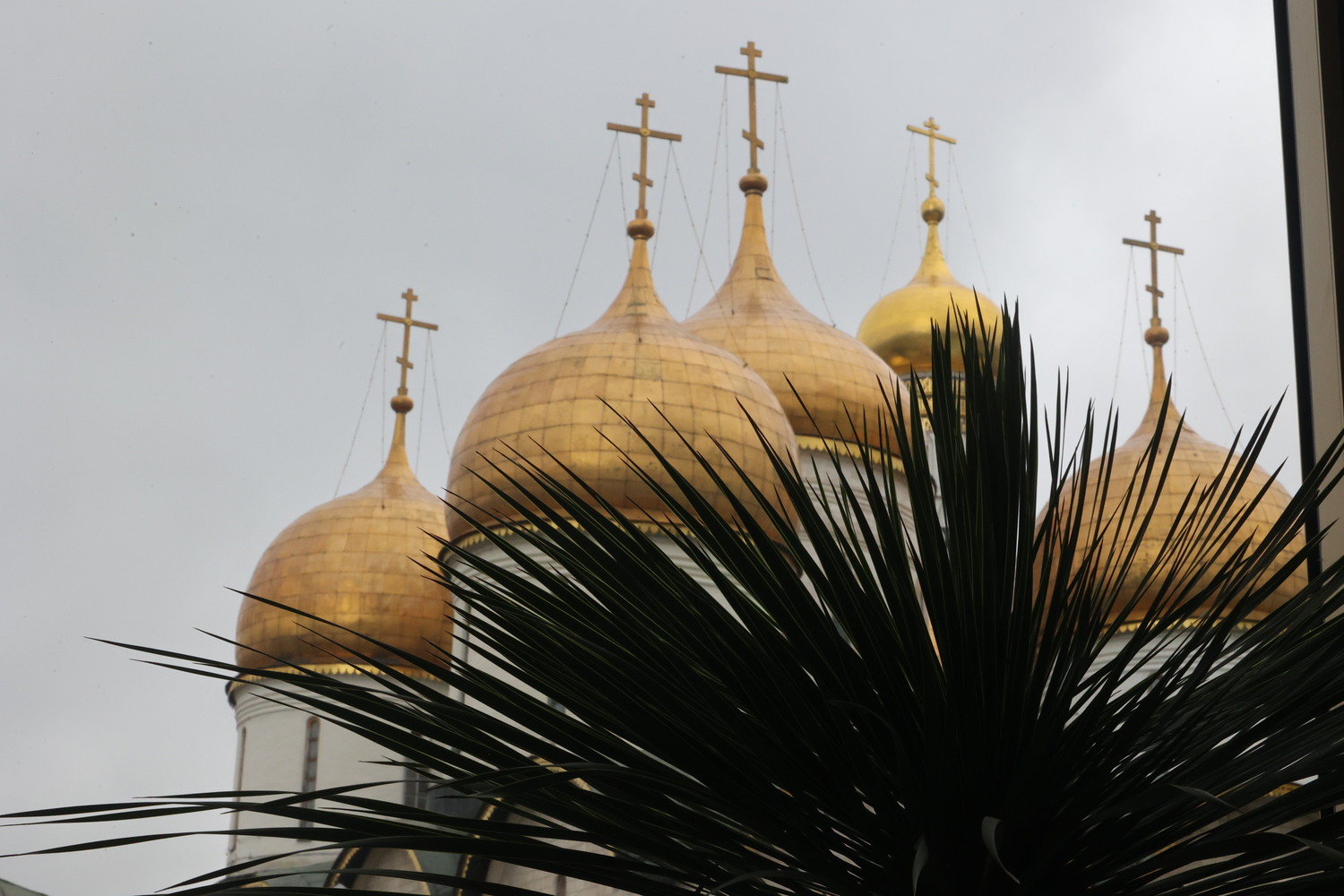 Фрагмент тропического сада