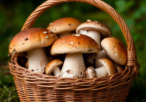 Грибы — ценный продукт, который можно заготавливать на зиму различными способами: сушить, замораживать, мариновать, солить, а также готовить из них грибную икру