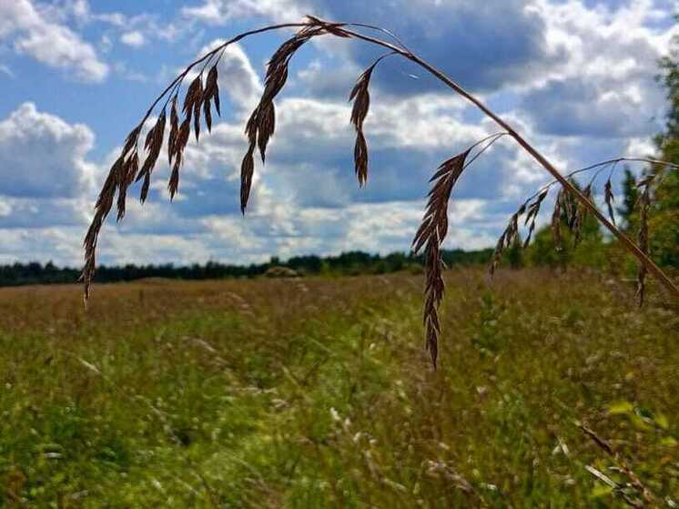 Садовод Татьяна Яньшина объяснила, как определить кислотность почвы