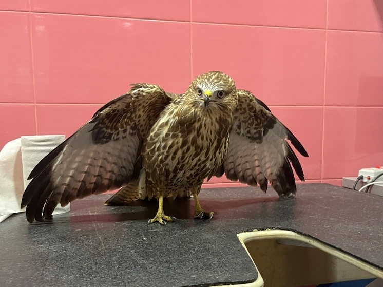 Воронежский дальнобойщик спас хищную птицу с травмой таза