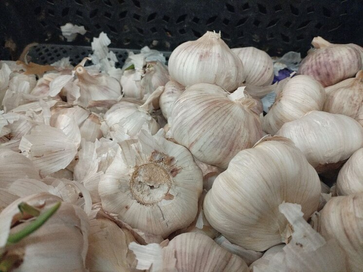 В Зеленоградске собрали рекордный урожай чеснока