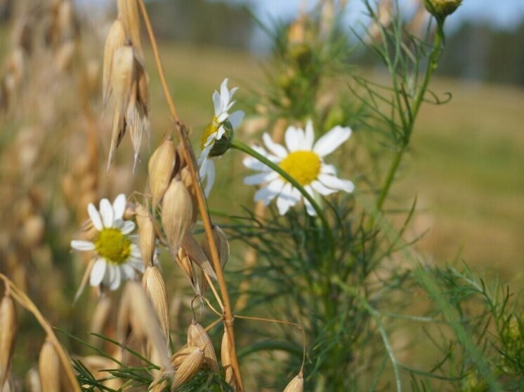  В Опочецком районе завершается уборочная кампания