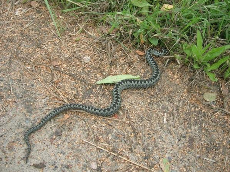 Змея внушительных размеров навестила жителя Моргаушского округа