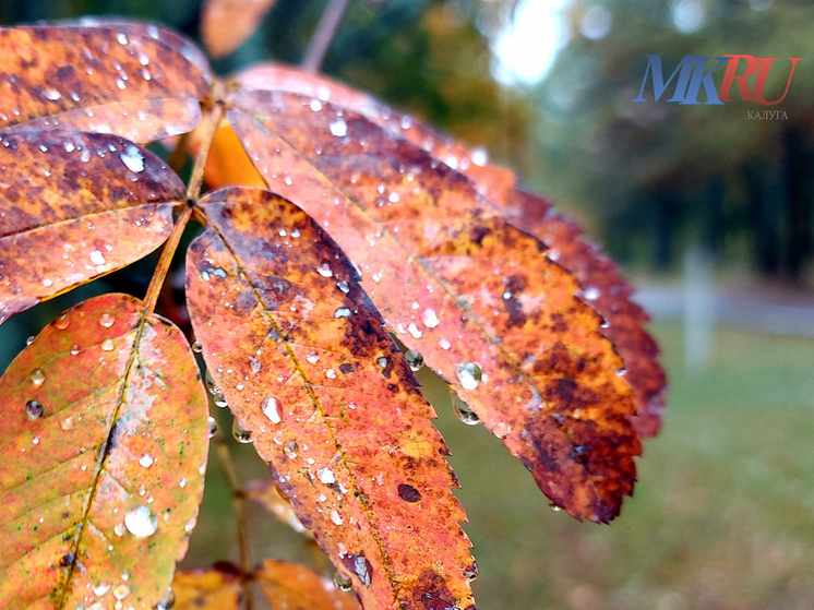 Калужане продолжат радоваться тёплой осени