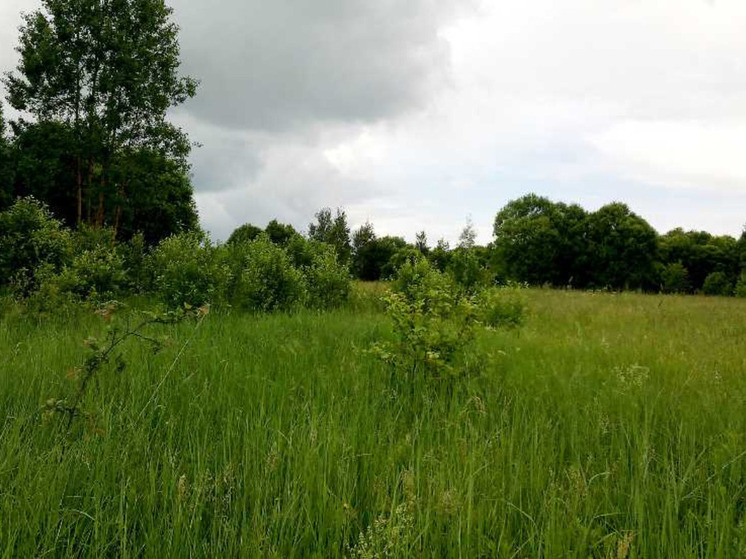 В Мещовском районе арендатора земли оштрафовали за заросли