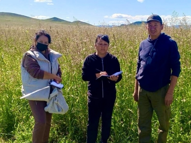 Фермер из Пий-Хемского района Тувы  демонстрирует высокий результат возделывания  суданской травы