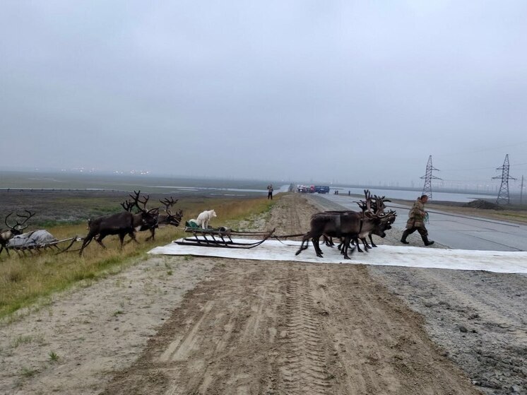 Газовики помогают тундровикам и оленям пройти через территорию ямальского месторождения
