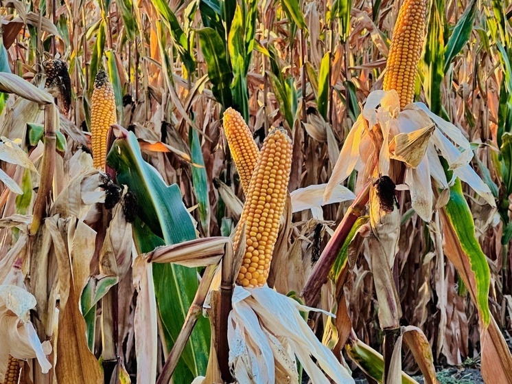 Без существенных осадков и похолодание до +7°С: погода в Томске на 5 сентября