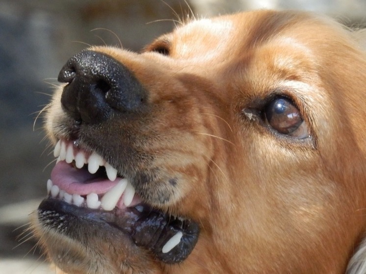 В Курске начата проверка по факту нападения бездомных собак на женщину и ребёнка