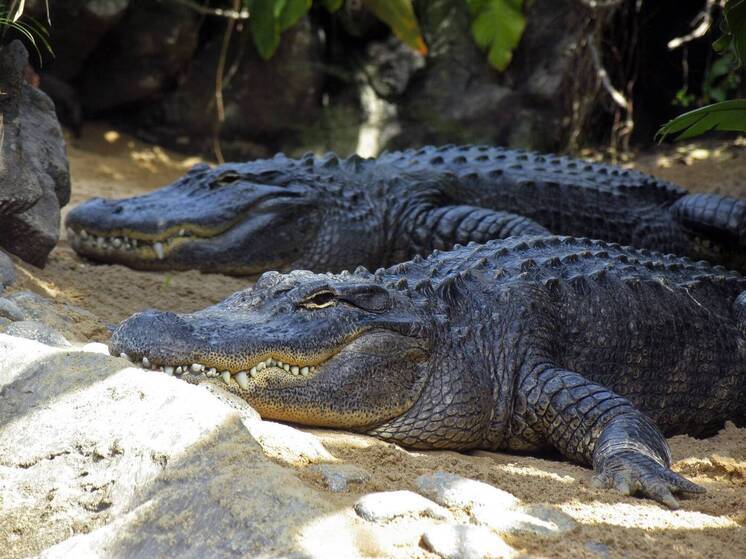 Крокодил растерзал школьника на глазах у матери в Кении