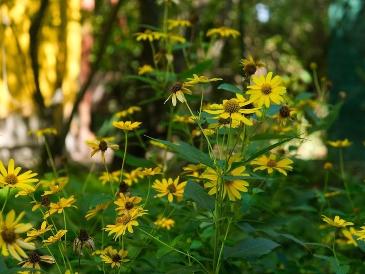 В Волгоградской области 5 сентября прогнозируется порывистый ветер и до +25℃