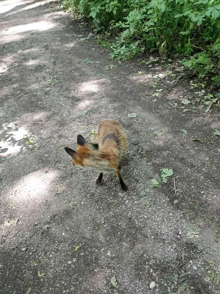 На Ставрополье лисы устроили догонялки на детской площадке